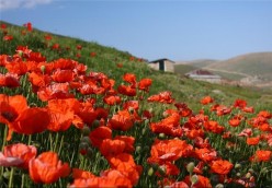 کالپوش میامی برگزارکننده جشنواره گل