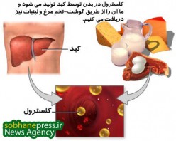 کلسترول و چند نکته