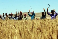 جشن شکرگزاری گندم برگزار می‌شود