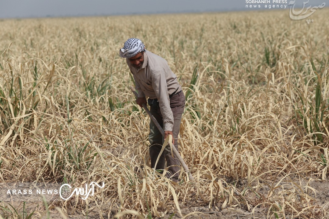 افزایش تولید نیشکر و شکر با وجود خشکسالی