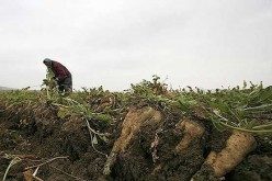 وجود مشکل حمل و نقل برای محصول چغندر در خوزستان