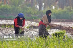 افزایش بیش از ۲ برابری کشت شلتوک در شادگان