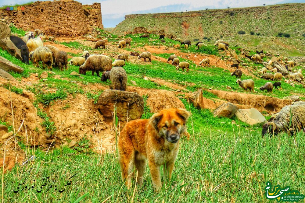 تصاویری زیبا از طبیعت شهرستان عنبر در خوزستان